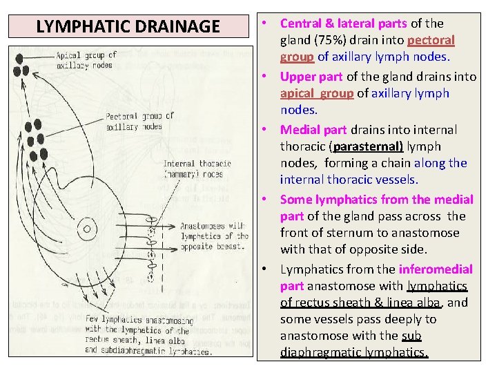 LYMPHATIC DRAINAGE • Central & lateral parts of the gland (75%) drain into pectoral