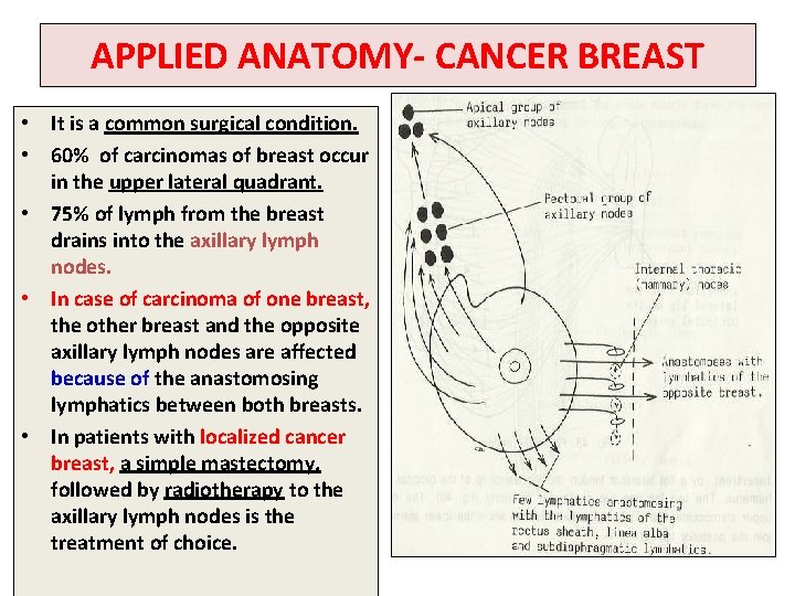 APPLIED ANATOMY- CANCER BREAST • It is a common surgical condition. • 60% of