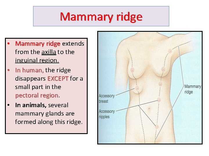 Mammary ridge • Mammary ridge extends from the axilla to the inguinal region. •