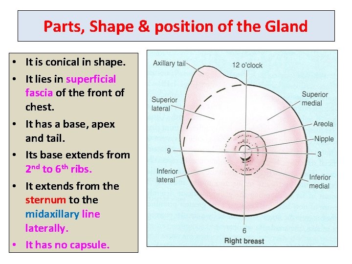 Parts, Shape & position of the Gland • It is conical in shape. •