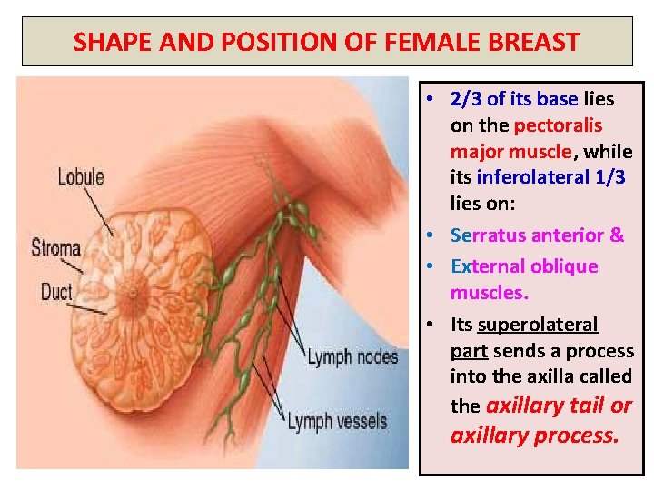 SHAPE AND POSITION OF FEMALE BREAST • 2/3 of its base lies on the