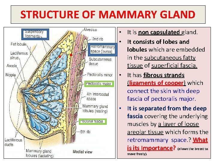 STRUCTURE OF MAMMARY GLAND • It is non capsulated gland. • It consists of