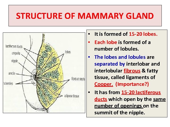 STRUCTURE OF MAMMARY GLAND • It is formed of 15 -20 lobes. • Each