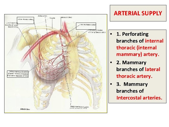 ARTERIAL SUPPLY • 1. Perforating branches of internal thoracic (internal mammary) artery. • 2.