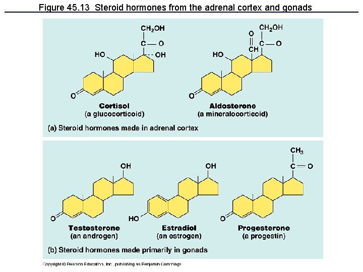 Figure 45. 13 Steroid hormones from the adrenal cortex and gonads 