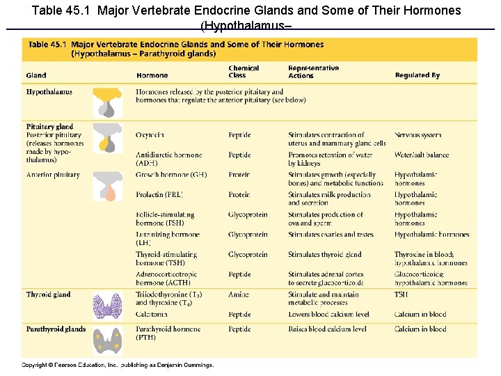 Table 45. 1 Major Vertebrate Endocrine Glands and Some of Their Hormones (Hypothalamus– Parathyroid
