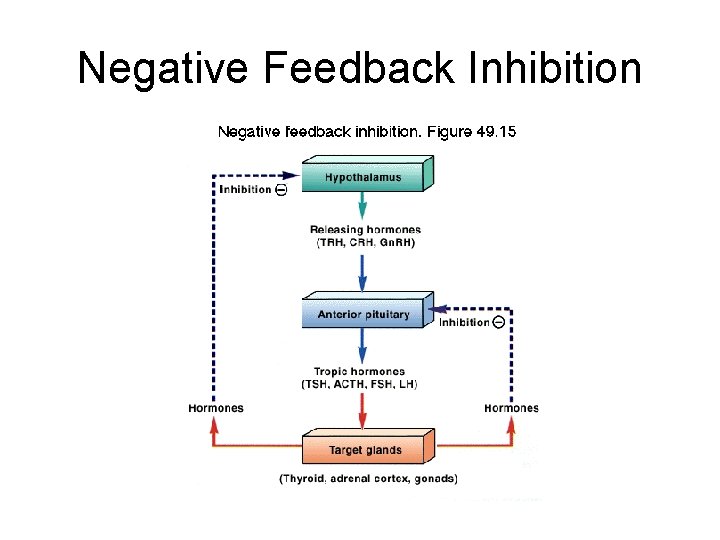 Negative Feedback Inhibition 