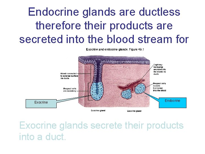 Endocrine glands are ductless therefore their products are secreted into the blood stream for