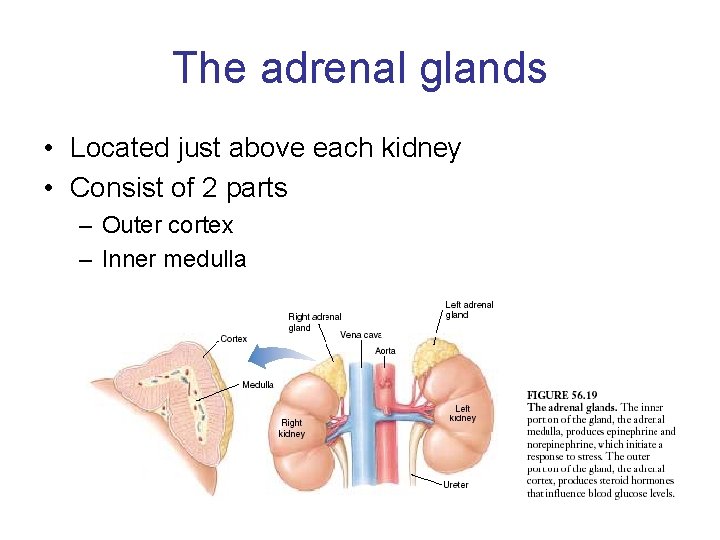 The adrenal glands • Located just above each kidney • Consist of 2 parts