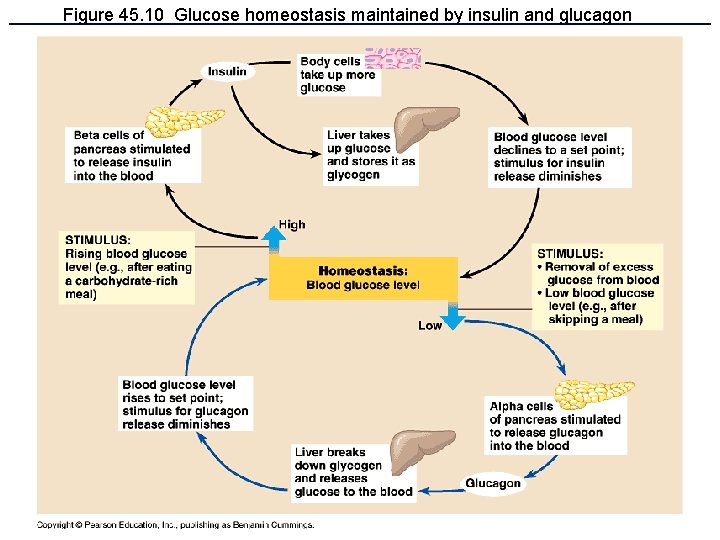 Figure 45. 10 Glucose homeostasis maintained by insulin and glucagon 