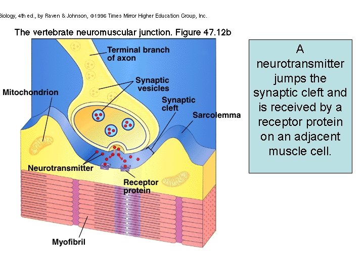 A neurotransmitter jumps the synaptic cleft and is received by a receptor protein on