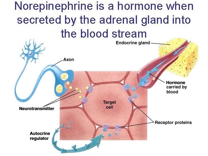 Norepinephrine is a hormone when secreted by the adrenal gland into the blood stream