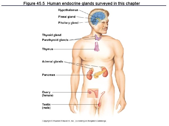 Figure 45. 5 Human endocrine glands surveyed in this chapter 