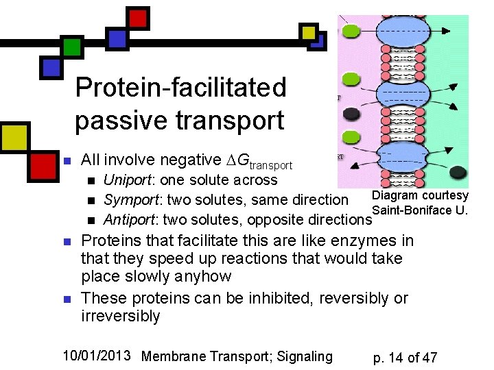 Protein-facilitated passive transport n All involve negative Gtransport n n n Uniport: one solute