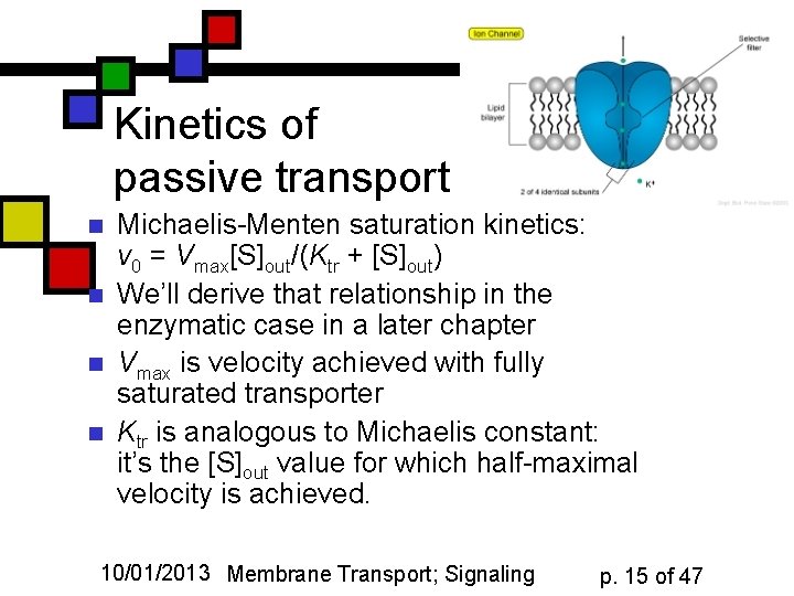 Kinetics of passive transport n n Michaelis-Menten saturation kinetics: v 0 = Vmax[S]out/(Ktr +