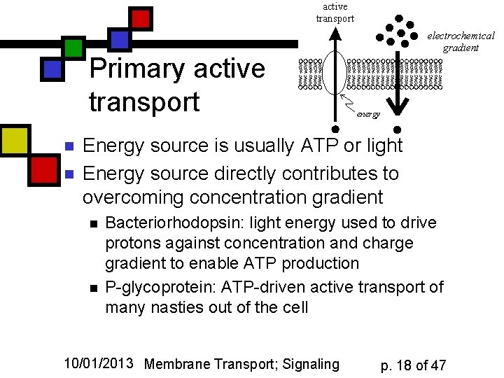 Primary active transport n n Energy source is usually ATP or light Energy source