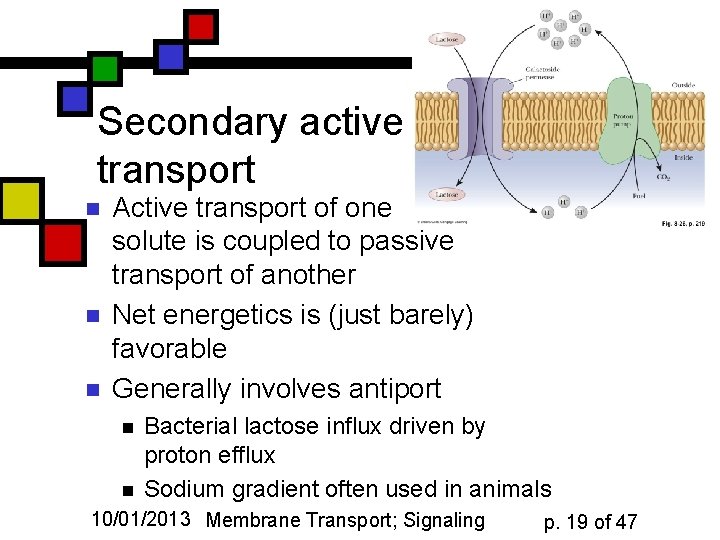 Secondary active transport n n n Active transport of one solute is coupled to