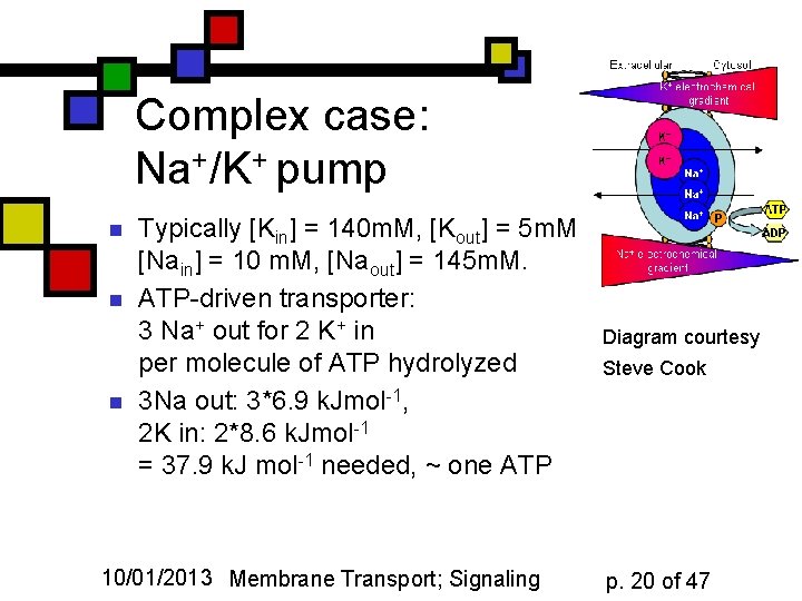 Complex case: Na+/K+ pump n n n Typically [Kin] = 140 m. M, [Kout]