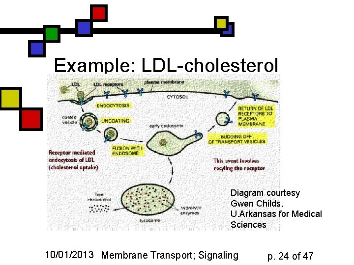 Example: LDL-cholesterol Diagram courtesy Gwen Childs, U. Arkansas for Medical Sciences 10/01/2013 Membrane Transport;