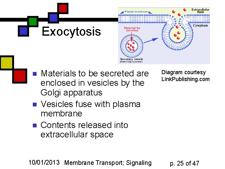 Exocytosis n n n Materials to be secreted are enclosed in vesicles by the