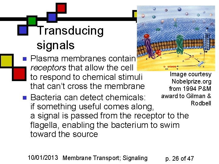 Transducing signals n n Plasma membranes contain receptors that allow the cell Image courtesy