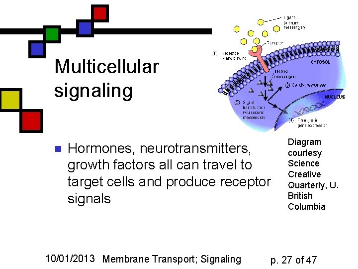 Multicellular signaling n Hormones, neurotransmitters, growth factors all can travel to target cells and