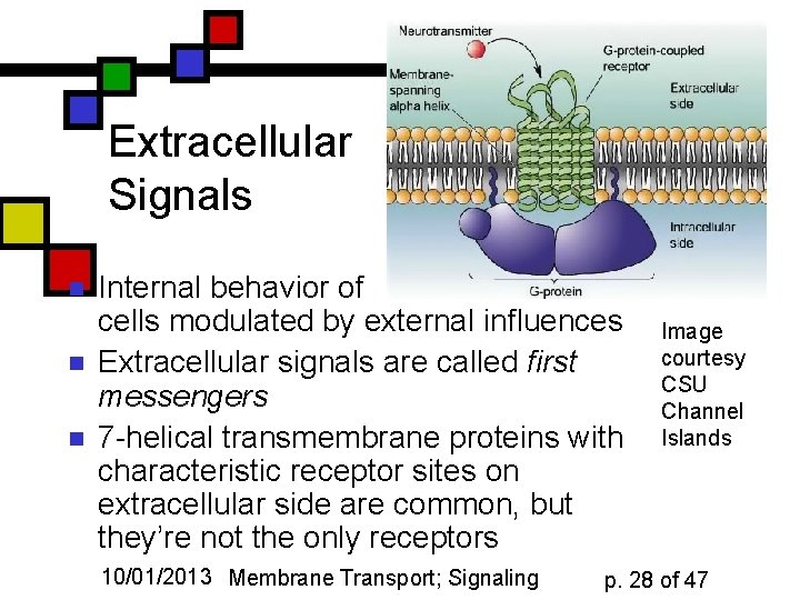 Extracellular Signals n n n Internal behavior of cells modulated by external influences Extracellular