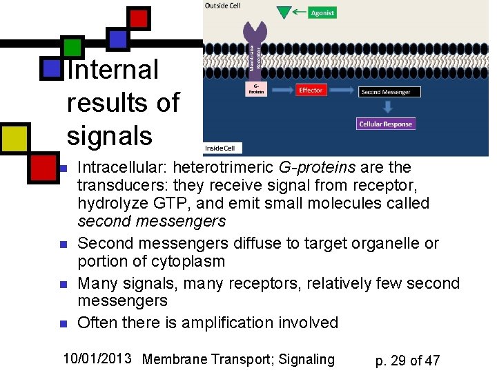 Internal results of signals n n Intracellular: heterotrimeric G-proteins are the transducers: they receive