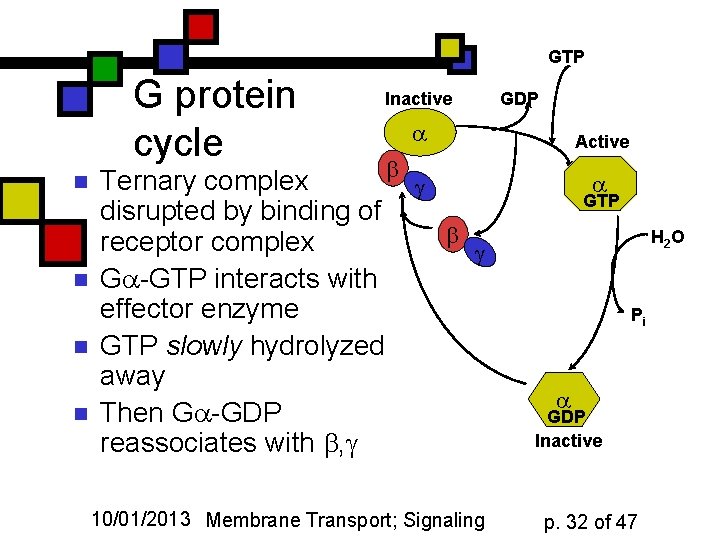 GTP G protein cycle n n Inactive GDP a b Ternary complex g disrupted