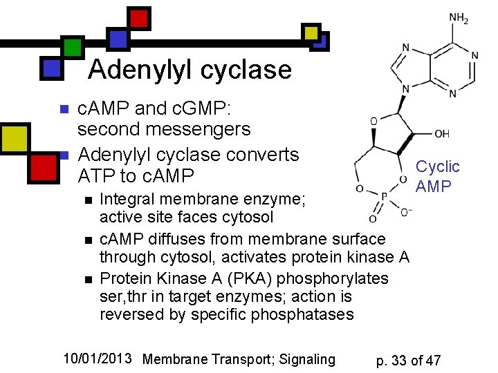 Adenylyl cyclase n n c. AMP and c. GMP: second messengers Adenylyl cyclase converts