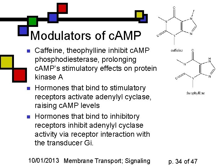 Modulators of c. AMP n n n Caffeine, theophylline inhibit c. AMP phosphodiesterase, prolonging