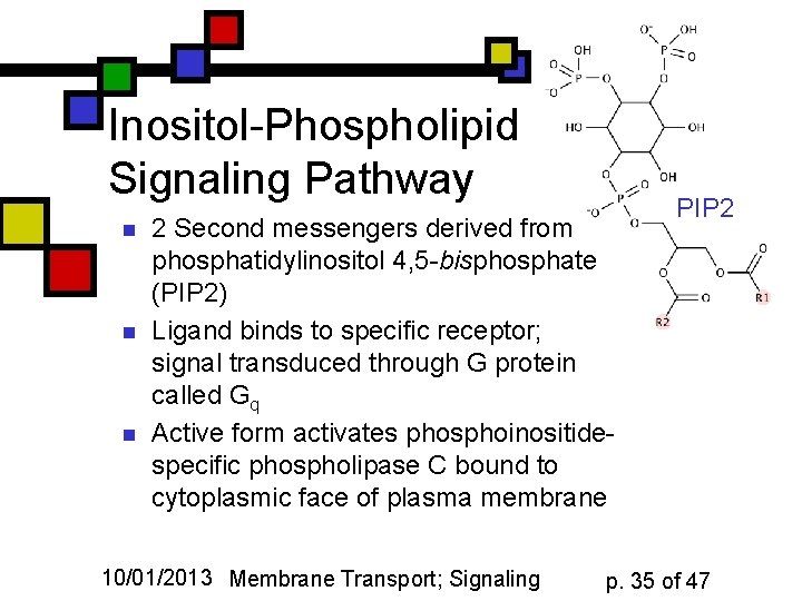 Inositol-Phospholipid Signaling Pathway n n n 2 Second messengers derived from phosphatidylinositol 4, 5