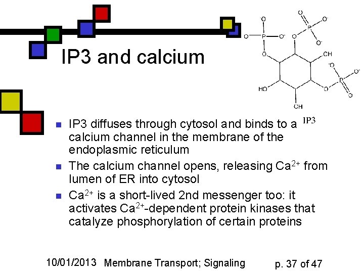 IP 3 and calcium n n n IP 3 diffuses through cytosol and binds