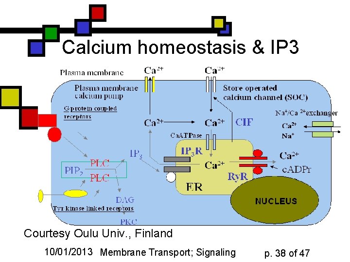 Calcium homeostasis & IP 3 Courtesy Oulu Univ. , Finland 10/01/2013 Membrane Transport; Signaling