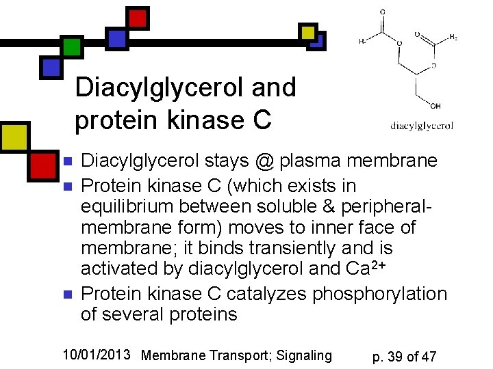 Diacylglycerol and protein kinase C n n n Diacylglycerol stays @ plasma membrane Protein