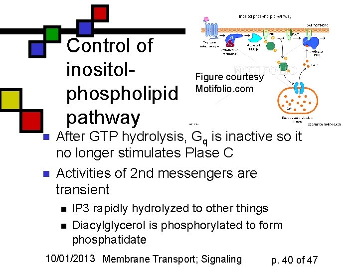 Control of inositolphospholipid pathway n n Figure courtesy Motifolio. com After GTP hydrolysis, Gq
