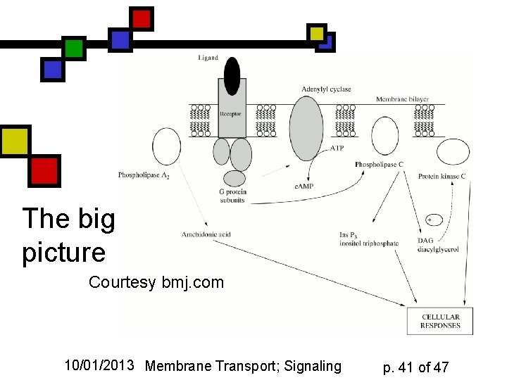 The big picture Courtesy bmj. com 10/01/2013 Membrane Transport; Signaling p. 41 of 47