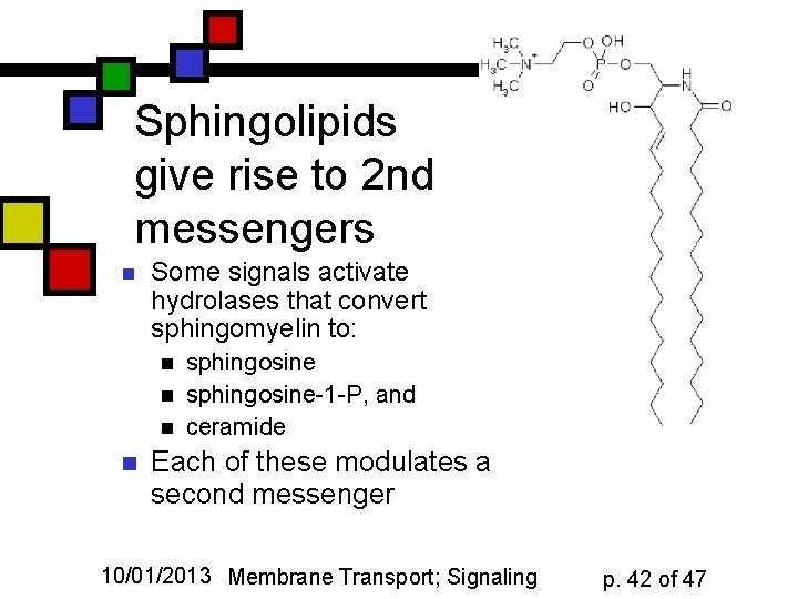 Sphingolipids give rise to 2 nd messengers n Some signals activate hydrolases that convert