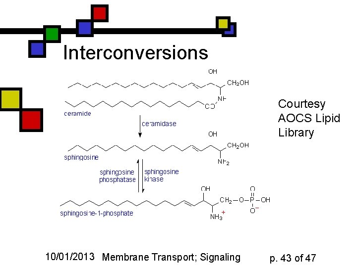 Interconversions Courtesy AOCS Lipid Library 10/01/2013 Membrane Transport; Signaling p. 43 of 47 