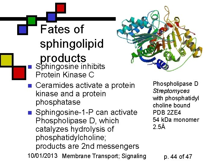 n n n Fates of sphingolipid products Sphingosine inhibits Protein Kinase C Ceramides activate