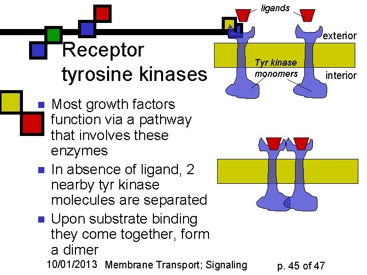 ligands Receptor tyrosine kinases n n n exterior Tyr kinase monomers Most growth factors