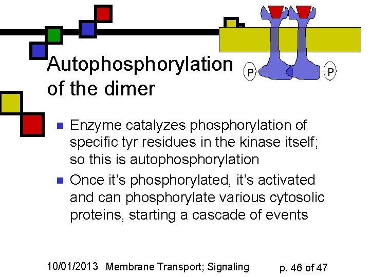 Autophosphorylation of the dimer n n P P Enzyme catalyzes phosphorylation of specific tyr