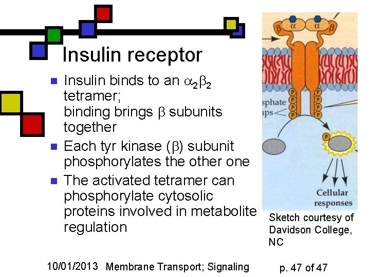 Insulin receptor n n n Insulin binds to an a 2 b 2 tetramer;
