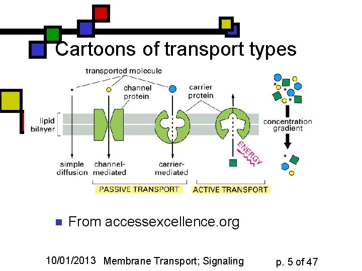 Cartoons of transport types n From accessexcellence. org 10/01/2013 Membrane Transport; Signaling p. 5