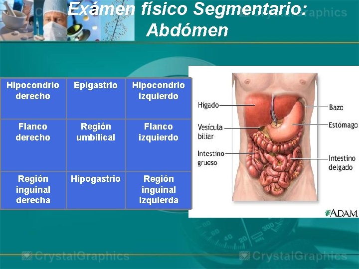 Exámen físico Segmentario: Abdómen Hipocondrio derecho Epigastrio Hipocondrio izquierdo Flanco derecho Región umbilical Flanco