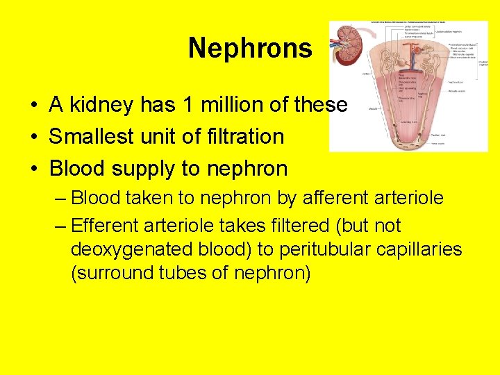 Urinary System Chapter 17 Functions Filtration of blood