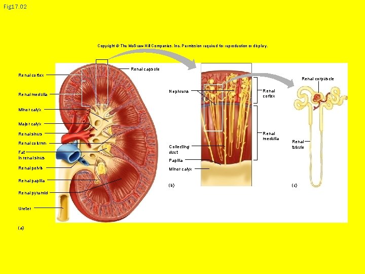 Fig 17. 02 Copyright © The Mc. Graw-Hill Companies, Inc. Permission required for reproduction