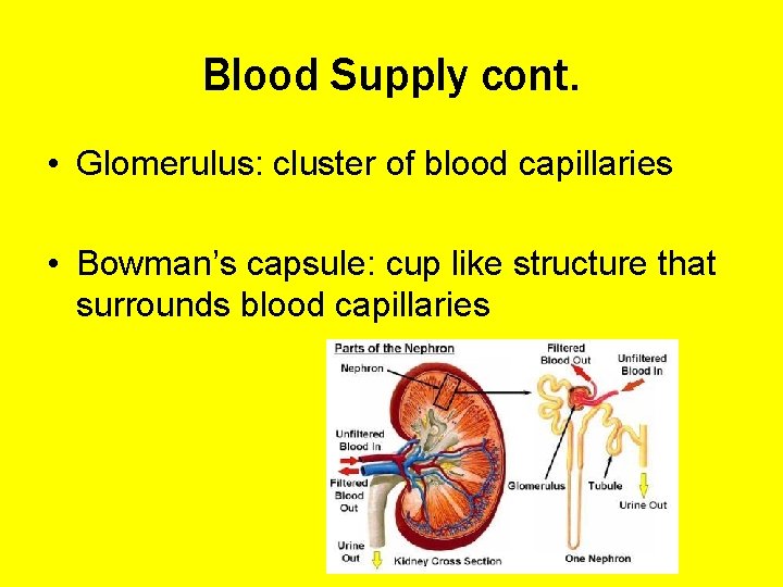 Blood Supply cont. • Glomerulus: cluster of blood capillaries • Bowman’s capsule: cup like