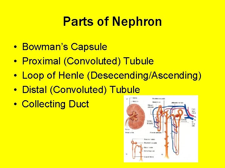 Parts of Nephron • • • Bowman’s Capsule Proximal (Convoluted) Tubule Loop of Henle