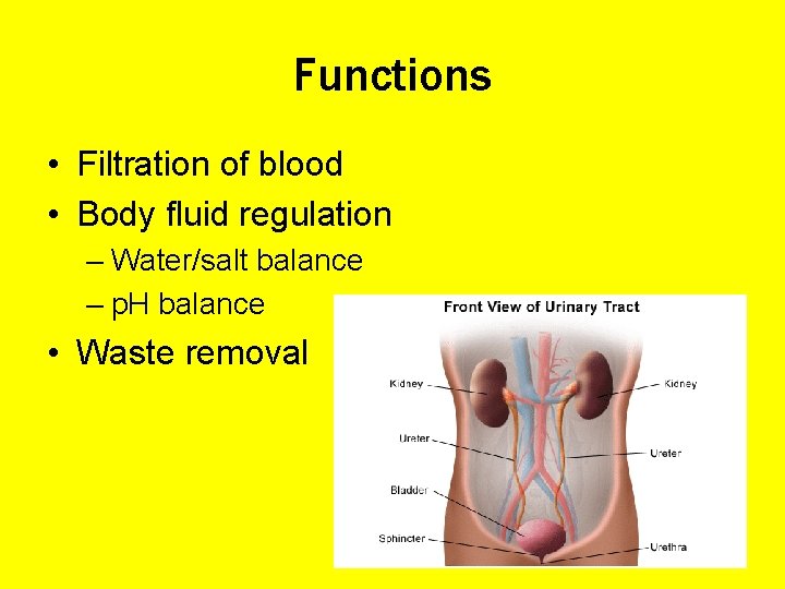 Functions • Filtration of blood • Body fluid regulation – Water/salt balance – p.